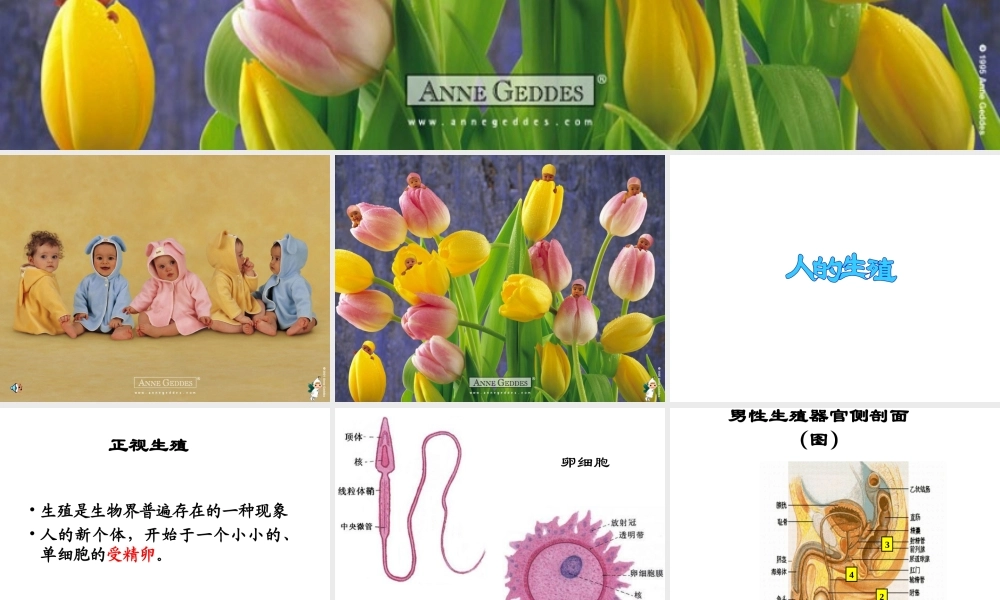 八年级生物上册《人的生殖》课件1 苏科版