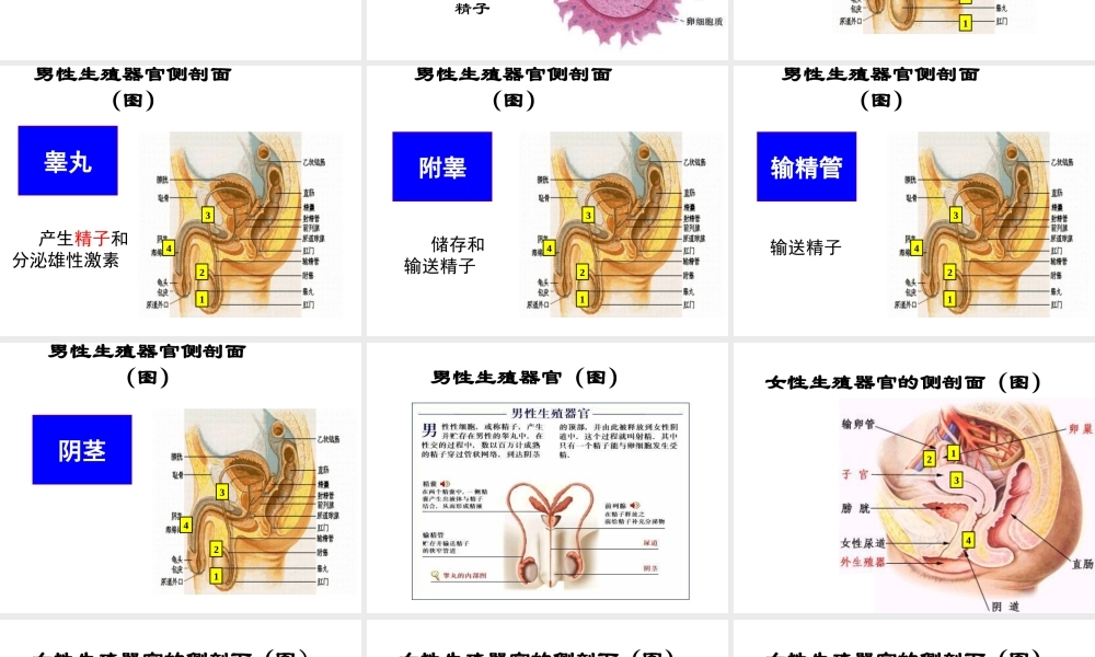 八年级生物上册《人的生殖》课件1 苏科版