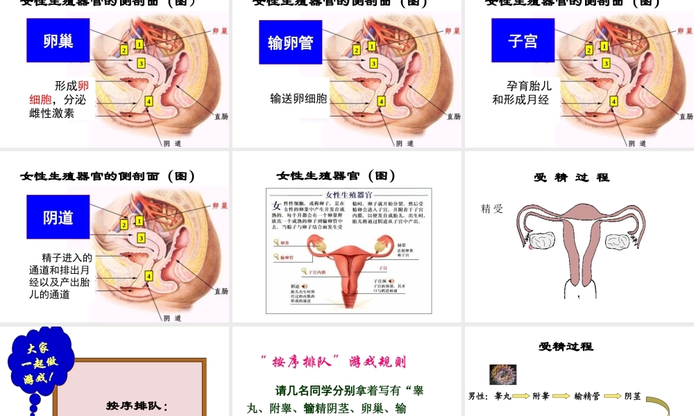 八年级生物上册《人的生殖》课件1 苏科版