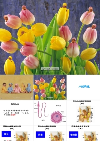 八年级生物上册《人的生殖》课件1 苏科版
