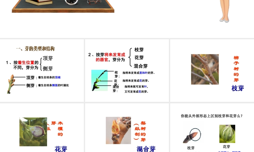 八年级生物上册 第四单元 物种的延续 第一章 绿色开花植物的一生 第六节 芽的类型和发育课件（新版）济南版-（新版）济南级上册生物课件