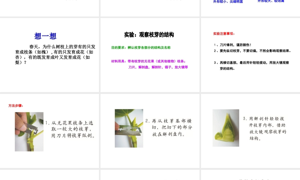 八年级生物上册 第四单元 物种的延续 第一章 绿色开花植物的一生 第六节 芽的类型和发育课件（新版）济南版-（新版）济南级上册生物课件
