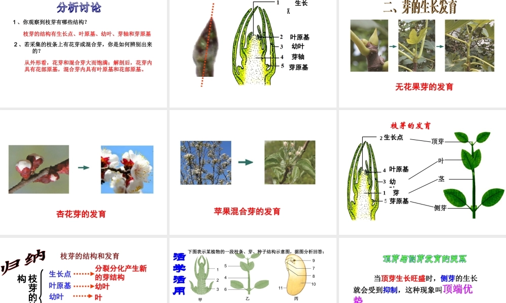 八年级生物上册 第四单元 物种的延续 第一章 绿色开花植物的一生 第六节 芽的类型和发育课件（新版）济南版-（新版）济南级上册生物课件