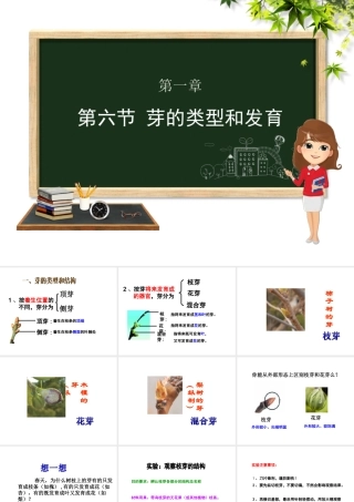 八年级生物上册 第四单元 物种的延续 第一章 绿色开花植物的一生 第六节 芽的类型和发育课件（新版）济南版-（新版）济南级上册生物课件