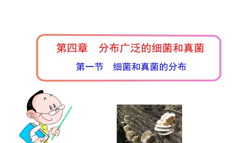 八年级生物上册 第五单元 第四章 第一节 细菌和真菌的分布课件 新人教版