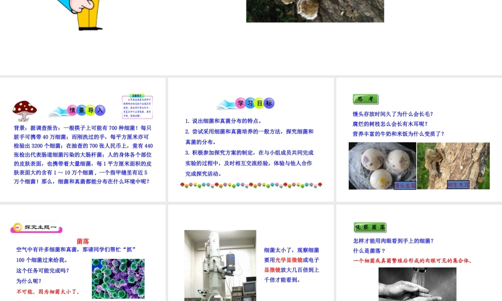八年级生物上册 第五单元 第四章 第一节 细菌和真菌的分布课件 新人教版