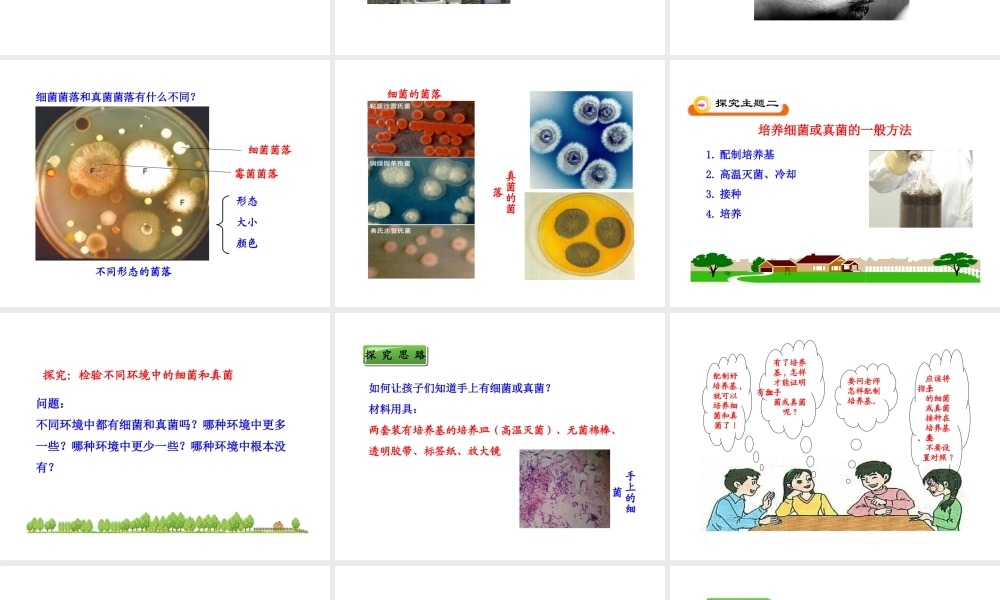 八年级生物上册 第五单元 第四章 第一节 细菌和真菌的分布课件 新人教版
