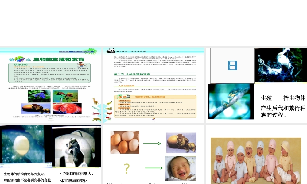 八年级生物上册《人的生殖和发育》课件1 北师大版