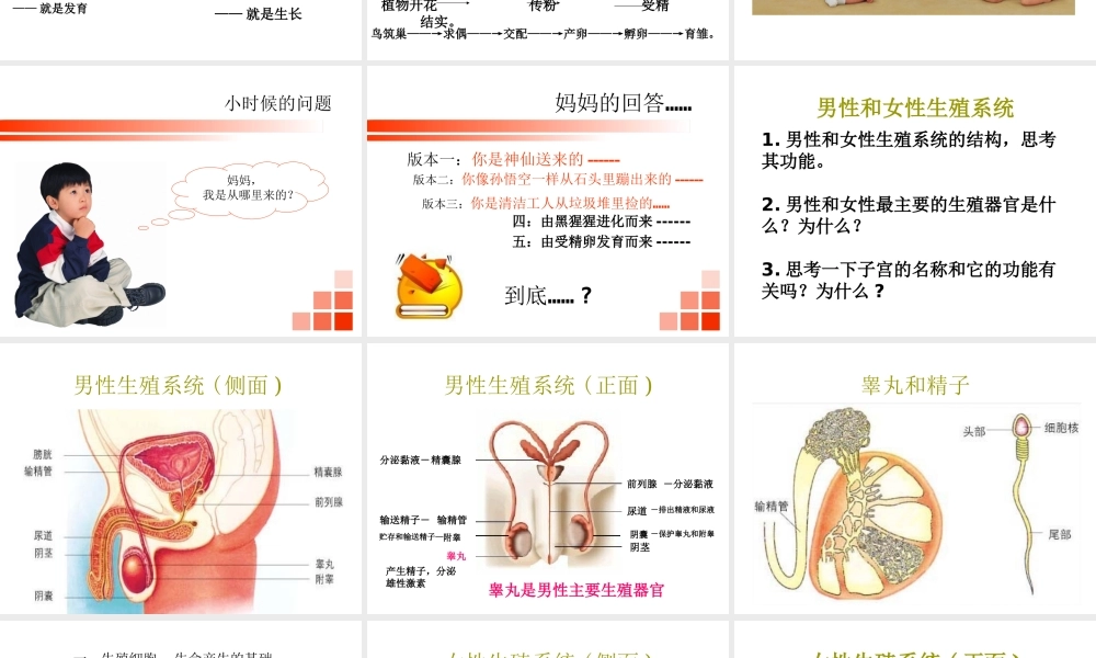 八年级生物上册《人的生殖和发育》课件1 北师大版