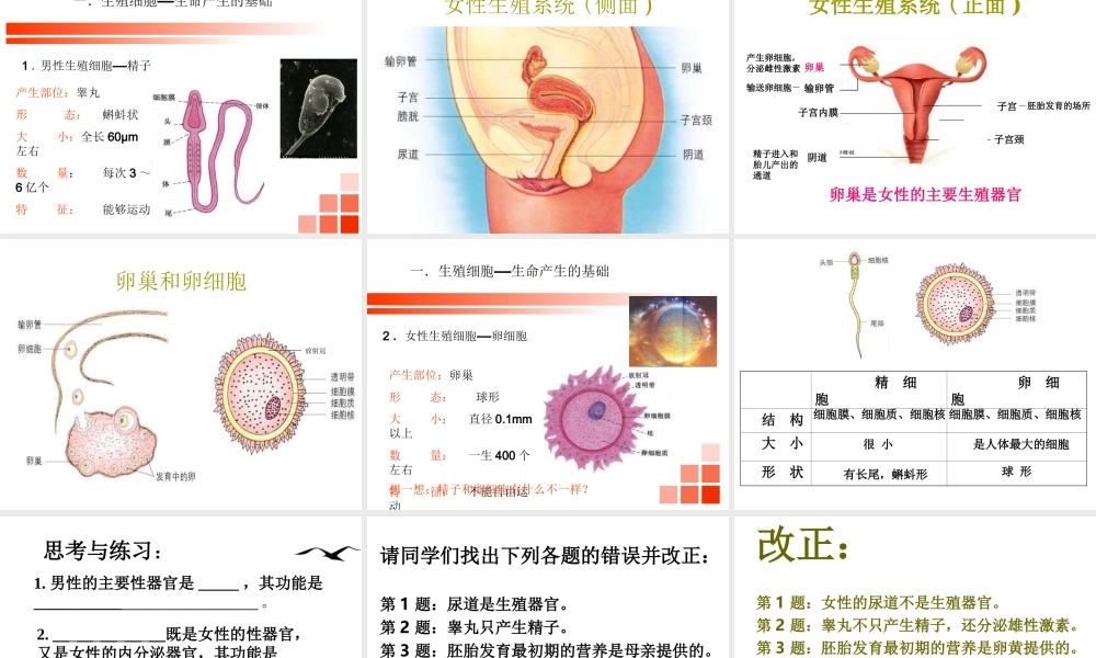 八年级生物上册《人的生殖和发育》课件1 北师大版