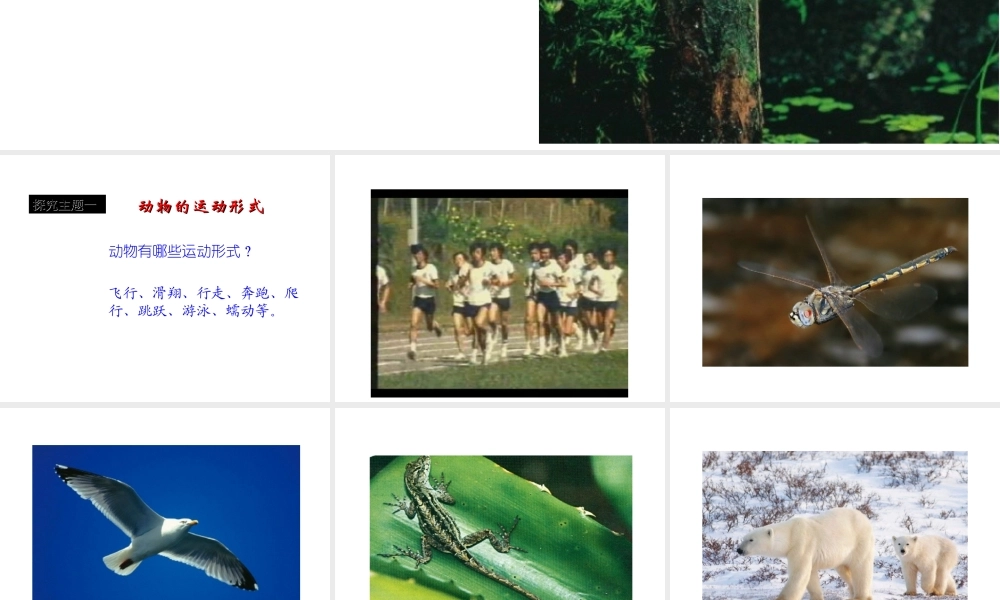八年级生物上册 第十七章 动物的运动 第一、二节课件 苏教版