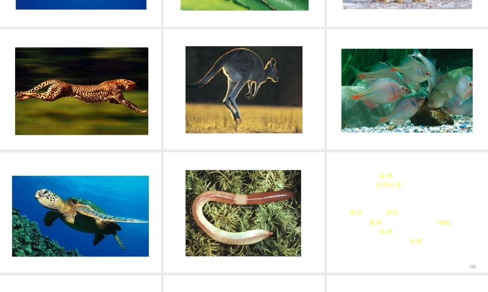 八年级生物上册 第十七章 动物的运动 第一、二节课件 苏教版