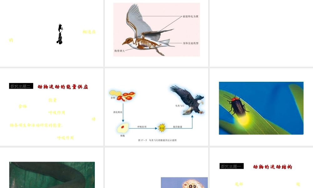 八年级生物上册 第十七章 动物的运动 第一、二节课件 苏教版