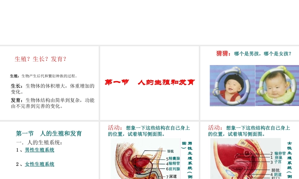 八年级生物上册《人的生殖和发育》课件2 北师大版