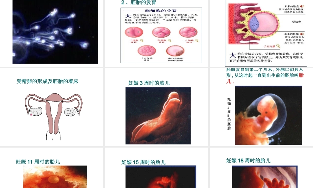 八年级生物上册《人的生殖和发育》课件2 北师大版