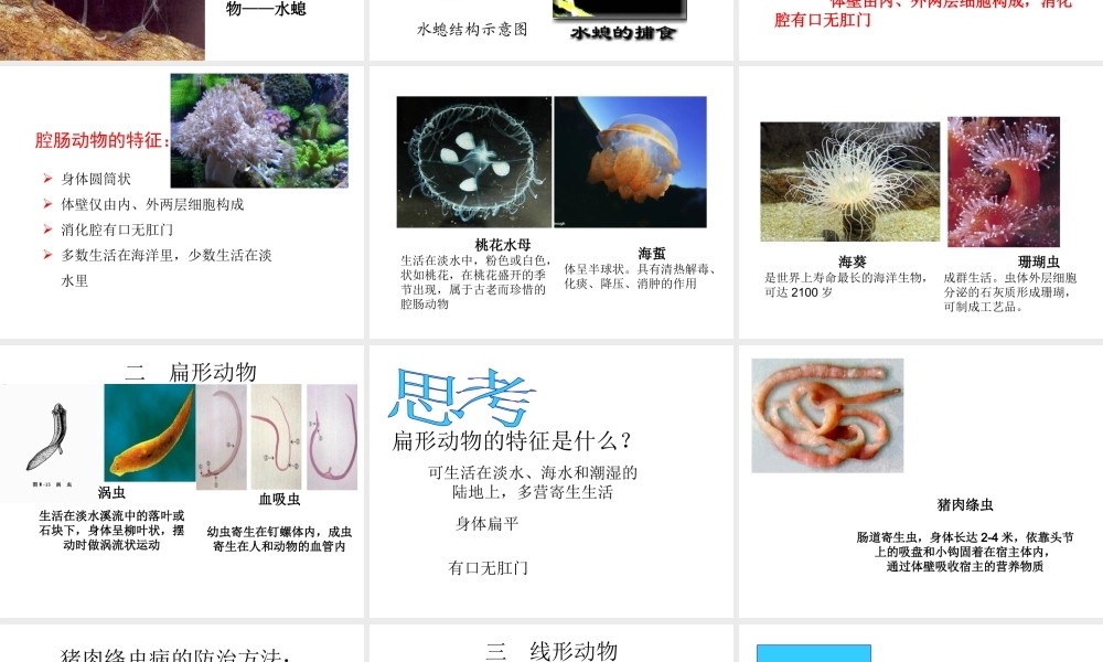 八年级生物上册 第十四章 第二节 千姿百态的动物世界课件 （新版）苏教版