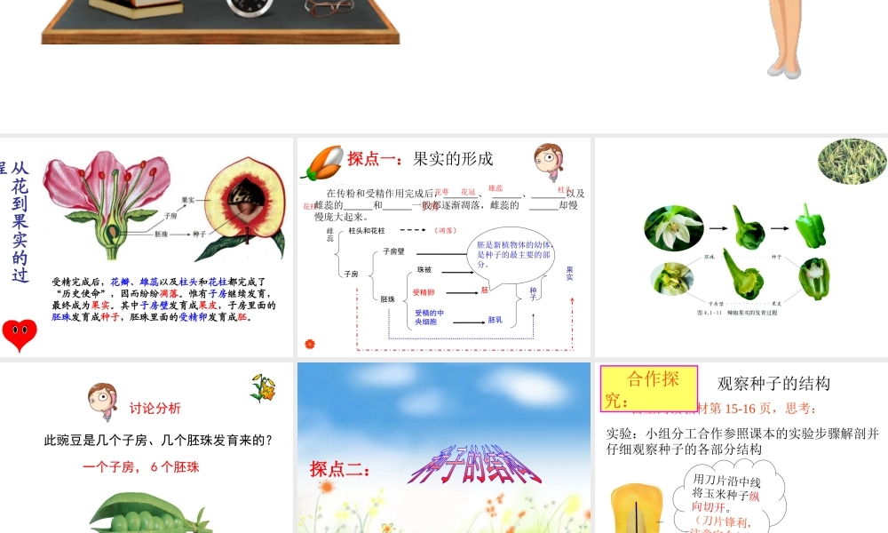 八年级生物上册 第四单元 物种的延续 第一章 绿色开花植物的一生 第三节 果实和种子的形成课件（新版）济南版-（新版）济南级上册生物课件