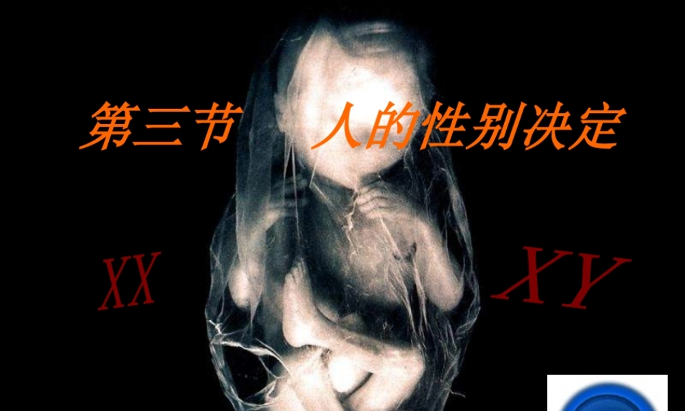 八年级生物上册《人的性别决定》课件 苏教版