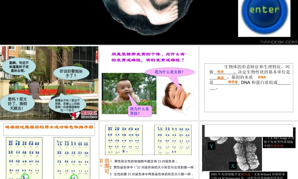 八年级生物上册《人的性别决定》课件 苏教版