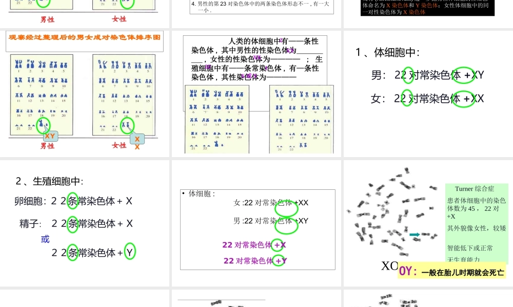 八年级生物上册《人的性别决定》课件 苏教版