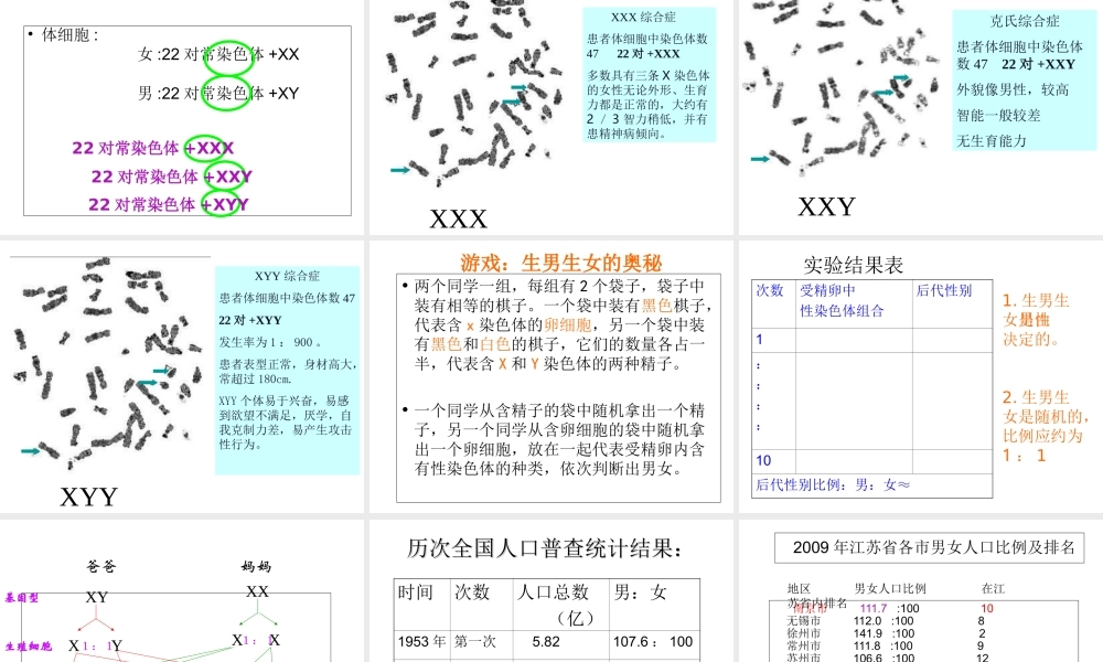 八年级生物上册《人的性别决定》课件 苏教版