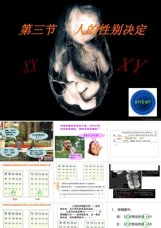八年级生物上册《人的性别决定》课件 苏教版