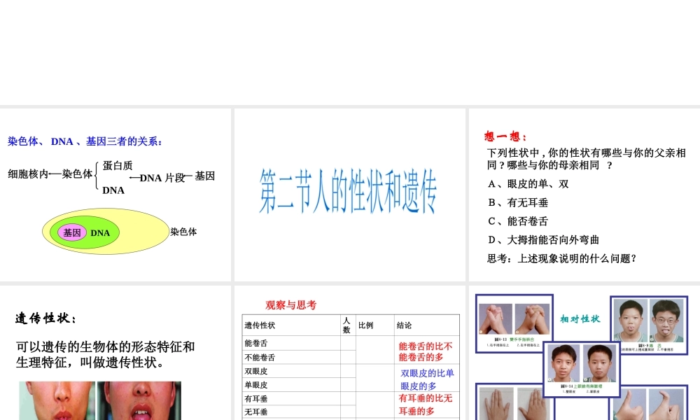 八年级生物上册《人的性状和遗传》课件 苏教版