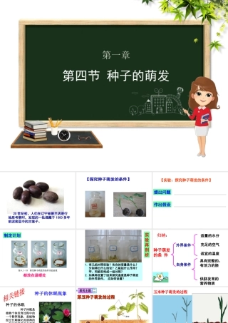 八年级生物上册 第四单元 物种的延续 第一章 绿色开花植物的一生 第四节 种子的萌发课件（新版）济南版-（新版）济南版初中八年级上册生物课件