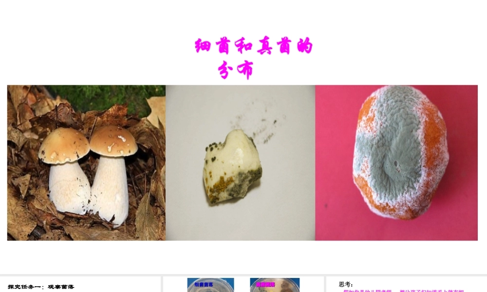 八年级生物上册 第五单元 第四章 第一节《细菌和真菌的分布》课件 （新版）新人教版-（新版）新人教版初中八年级上册生物课件