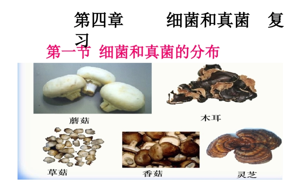 八年级生物上册 第五单元 第四章 细菌和真菌复习课件 （新版）新人教版-（新版）新人教版初中八年级上册生物课件