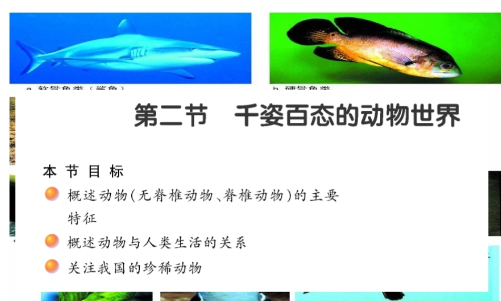 八年级生物上册 第十四章 第二节 千姿百态的动物世界课件 苏教版-苏教级上册生物课件