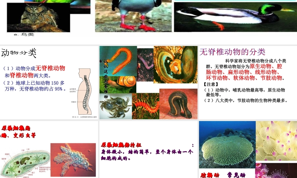 八年级生物上册 第十四章 第二节 千姿百态的动物世界课件 苏教版-苏教级上册生物课件