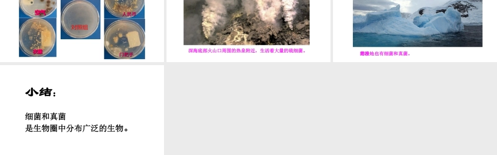 八年级生物上册 第五单元 第四章 第一节《细菌和真菌的分布》课件 （新版）新人教版-（新版）新人教级上册生物课件