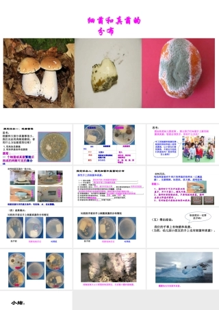 八年级生物上册 第五单元 第四章 第一节《细菌和真菌的分布》课件 （新版）新人教版-（新版）新人教级上册生物课件
