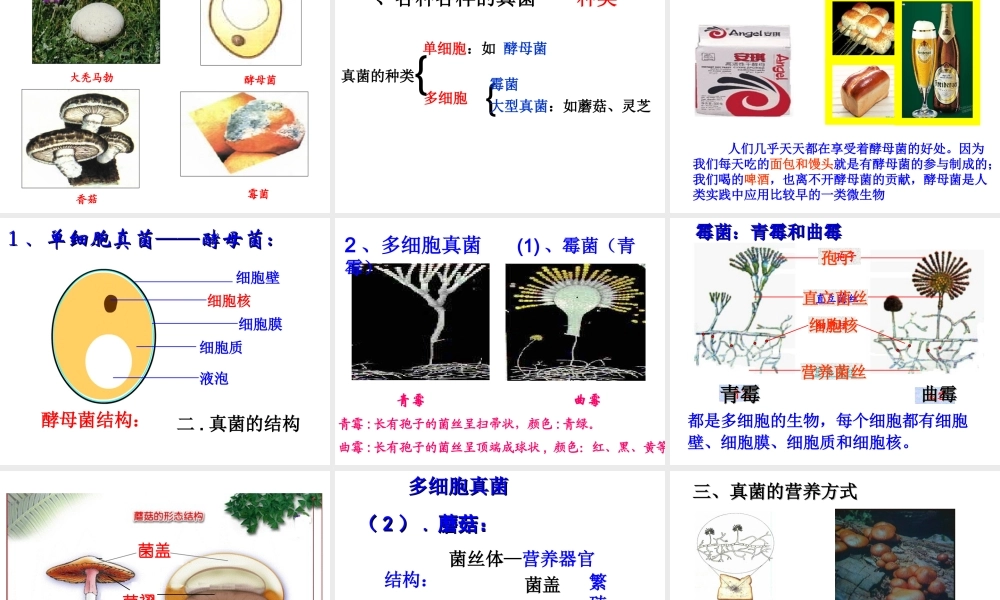 八年级生物上册 第五单元 第四章 细菌和真菌复习课件 （新版）新人教版-（新版）新人教级上册生物课件