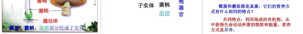 八年级生物上册 第五单元 第四章 细菌和真菌复习课件 （新版）新人教版-（新版）新人教级上册生物课件