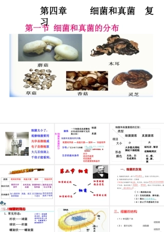 八年级生物上册 第五单元 第四章 细菌和真菌复习课件 （新版）新人教版-（新版）新人教级上册生物课件