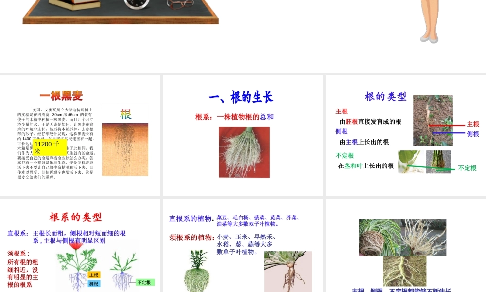 八年级生物上册 第四单元 物种的延续 第一章 绿色开花植物的一生 第五节 根的结构与功能课件（新版）济南版-（新版）济南版初中八年级上册生物课件