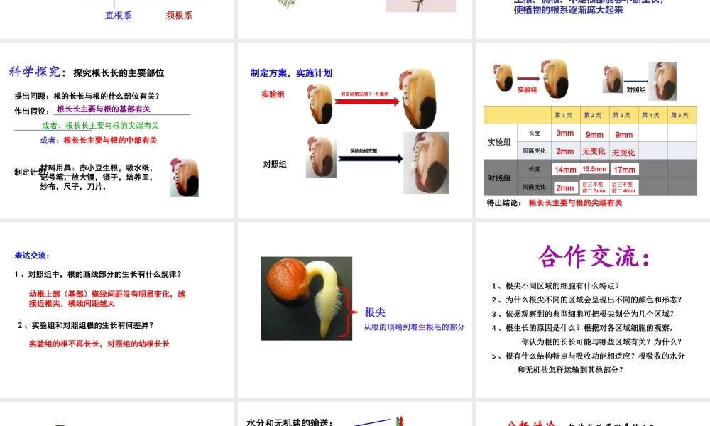 八年级生物上册 第四单元 物种的延续 第一章 绿色开花植物的一生 第五节 根的结构与功能课件（新版）济南版-（新版）济南版初中八年级上册生物课件
