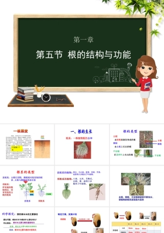 八年级生物上册 第四单元 物种的延续 第一章 绿色开花植物的一生 第五节 根的结构与功能课件（新版）济南版-（新版）济南版初中八年级上册生物课件