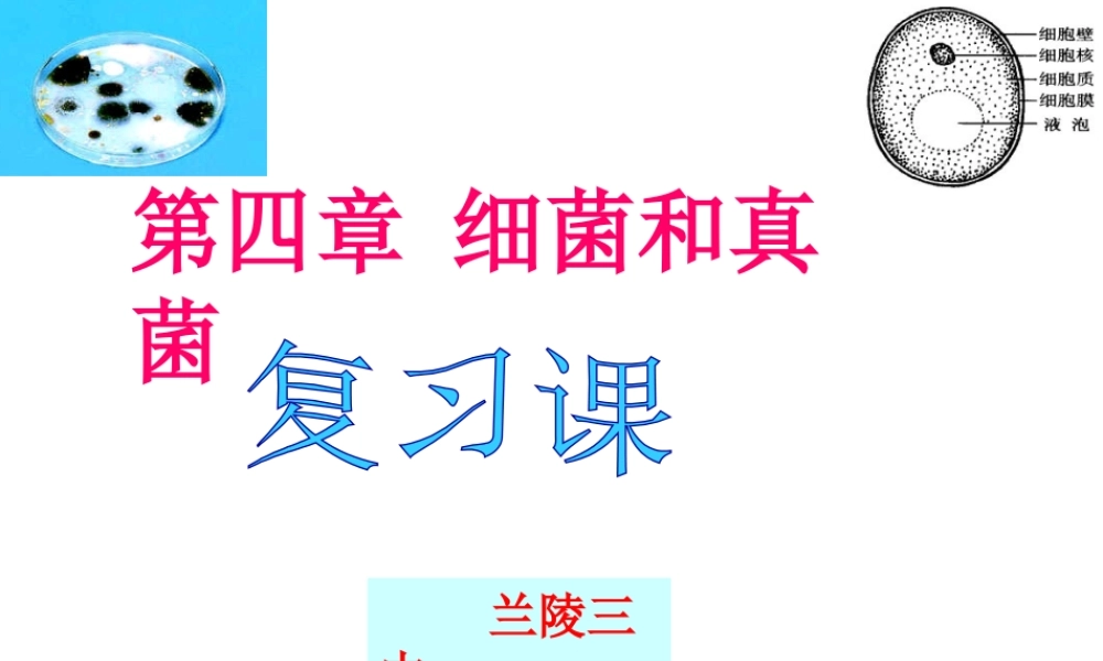 八年级生物上册 第五单元 第四章 细菌和真菌复习课件 （新版）新人教版