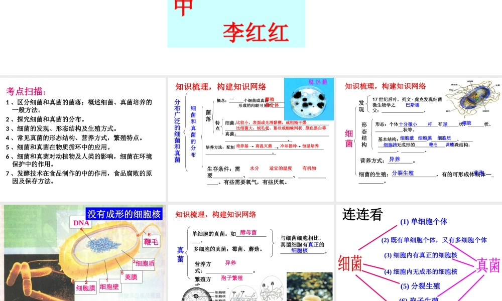 八年级生物上册 第五单元 第四章 细菌和真菌复习课件 （新版）新人教版