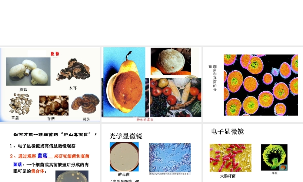 八年级生物上册 第五单元 第四章 第一节细菌和真菌的分布课件 新人教版