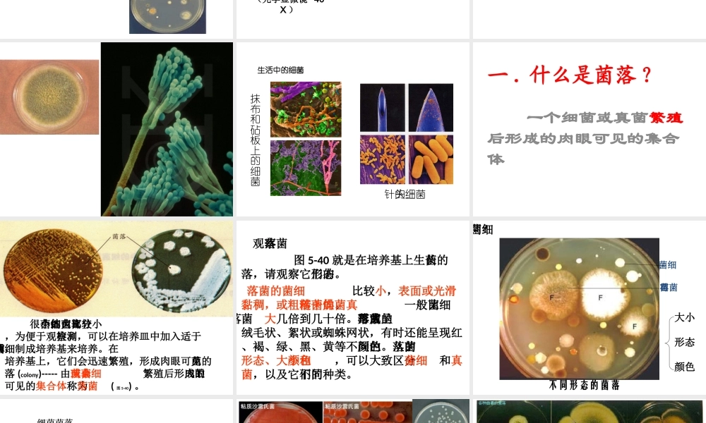 八年级生物上册 第五单元 第四章 第一节细菌和真菌的分布课件 新人教版