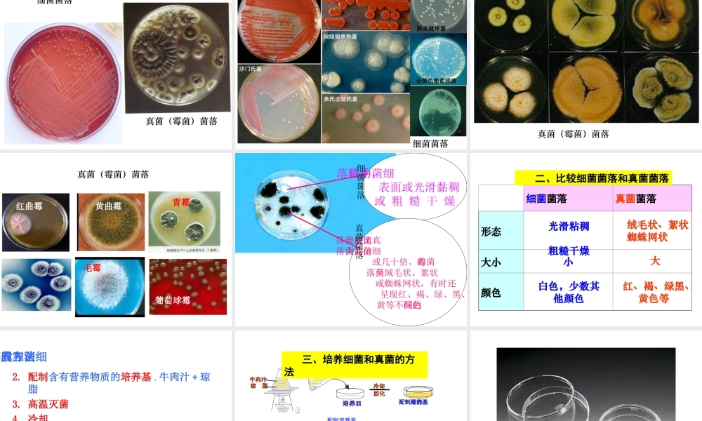 八年级生物上册 第五单元 第四章 第一节细菌和真菌的分布课件 新人教版