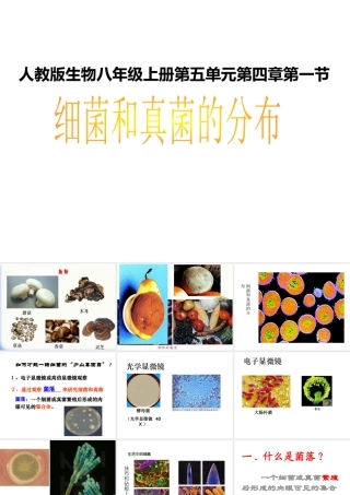 八年级生物上册 第五单元 第四章 第一节细菌和真菌的分布课件 新人教版