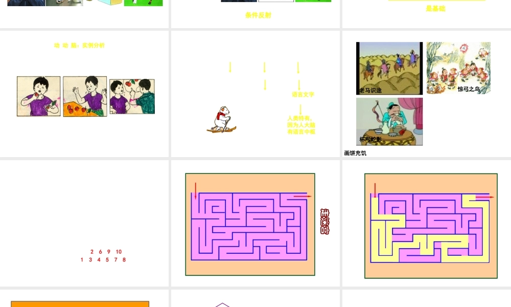 八年级生物上册《人体的神经调节》课件1 苏科版