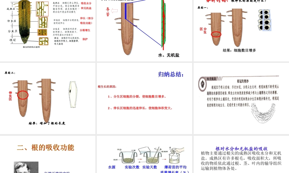 八年级生物上册 第四单元 物种的延续 第一章 绿色开花植物的一生 第五节 根的结构与功能课件（新版）济南版-（新版）济南级上册生物课件