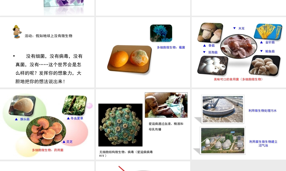 八年级生物上册 第五单元 第四章《微生物在生物圈中的作用》课件 （新版）冀教版-（新版）冀教版初中八年级上册生物课件