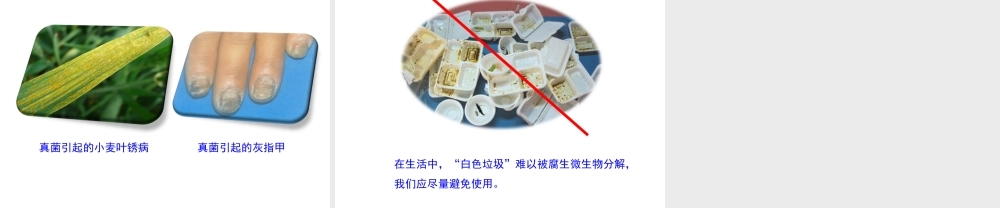 八年级生物上册 第五单元 第四章《微生物在生物圈中的作用》课件 （新版）冀教版-（新版）冀教版初中八年级上册生物课件